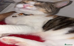 British Longhair cats for sale: Rescue kittens🧡 - Image 23