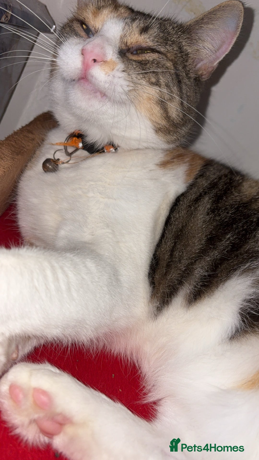 British Longhair cats for sale: Rescue kittens🧡 - Image 23