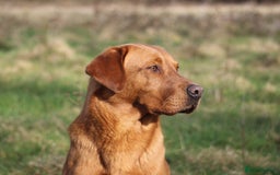 Labrador Retriever dogs for stud: Fox red working Labrador at stud - Image 8