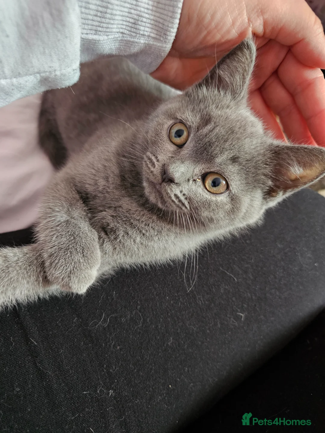 Mixed Breed cats for sale: Beautiful British Shorthair Blue Kittens - Advert 1