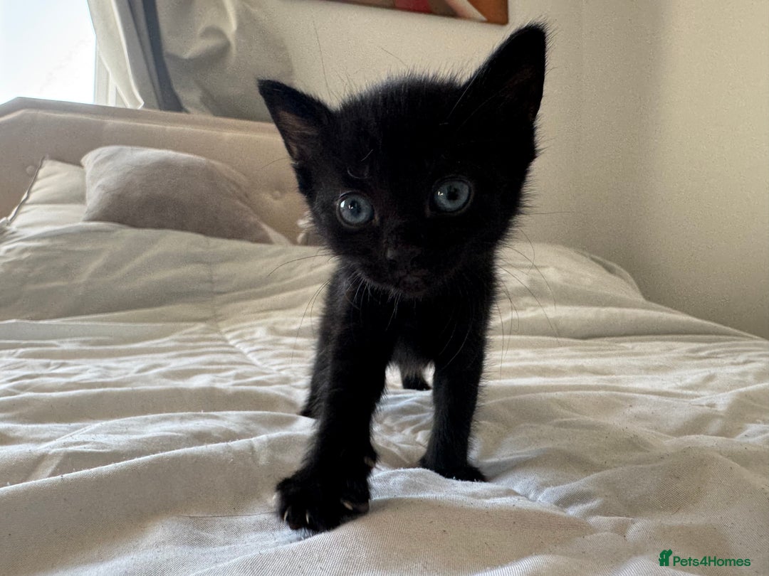 Mixed Breed cats for sale: 3x black kittens for sale  - Image 12