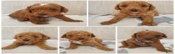 Cavapoo dogs for sale: Beautiful Red Cavapoo Puppies F1BB in Boston - Advert 1
