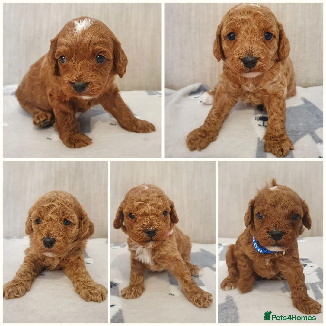 Cavapoo dogs for sale: Beautiful Red Cavapoo Puppies F1BB in Boston - Advert 1