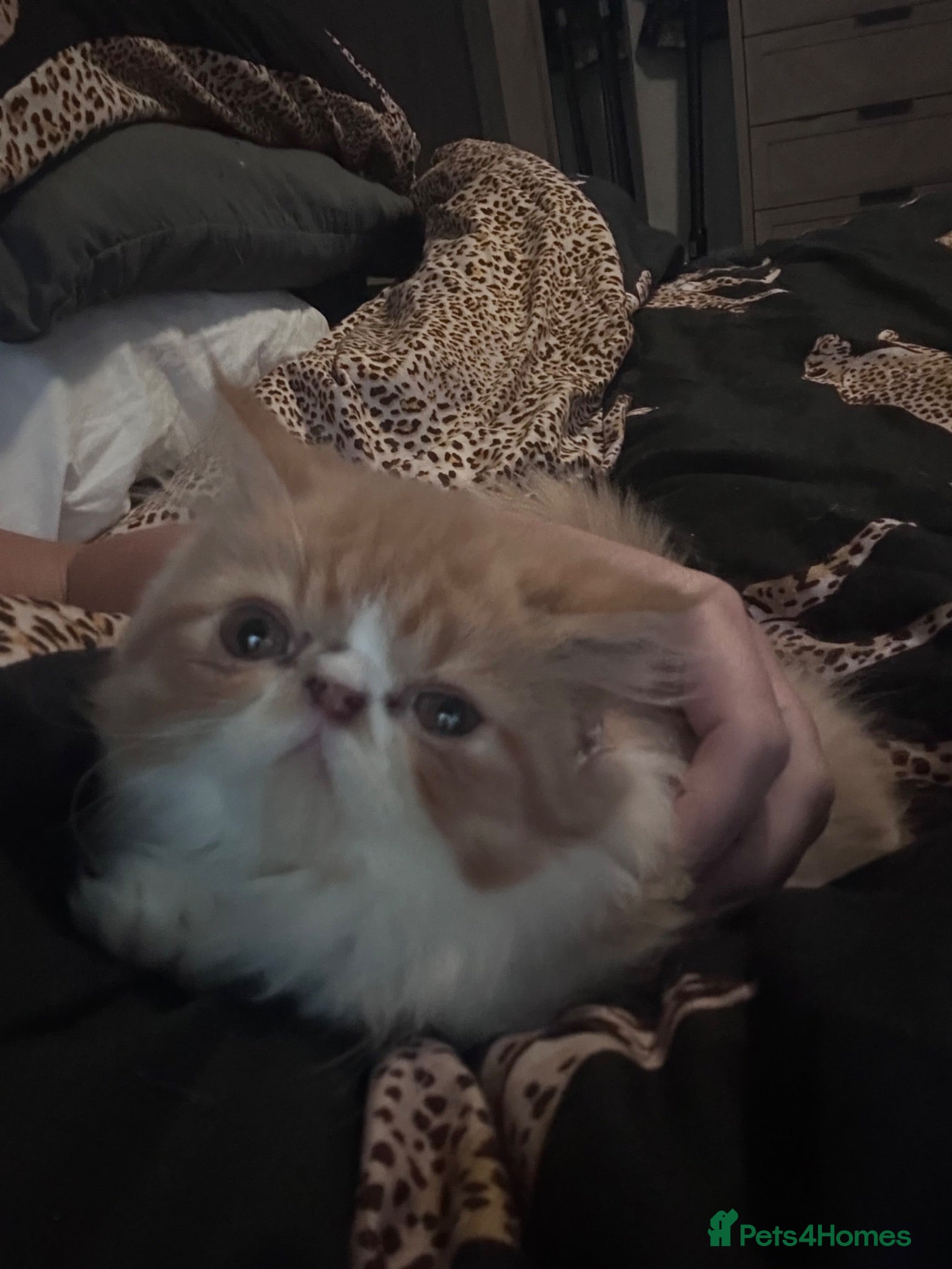 Persian cats  1 beautiful boy left Persian REDUCED  - Advert 2
