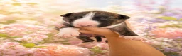 English Bull Terrier dogs for sale: 8 QUALITY BISONBULLIE BABIES  in Slough - Advert 2