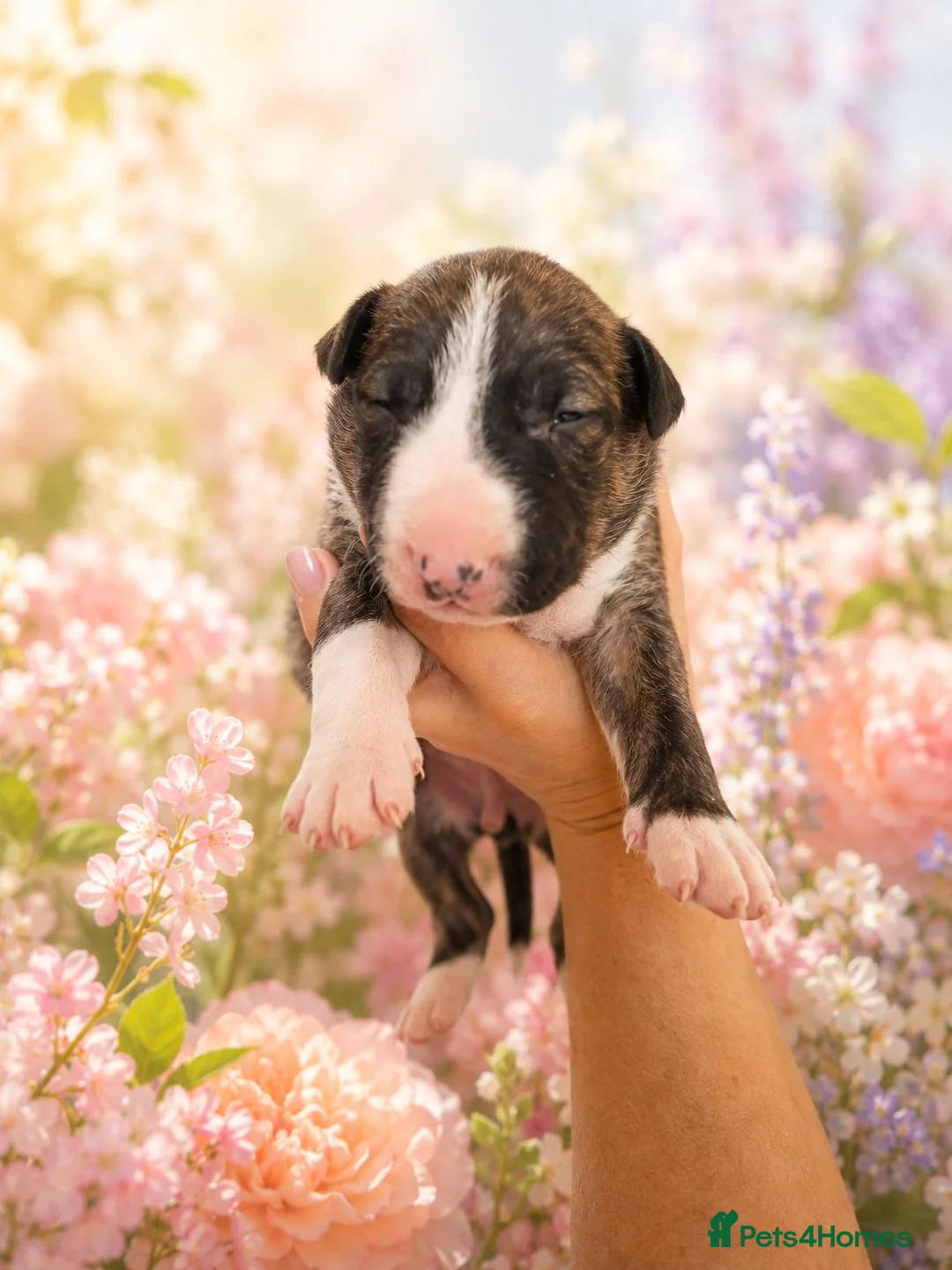 English Bull Terrier dogs for sale: 8 QUALITY BISONBULLIE BABIES  in Slough - Advert 2