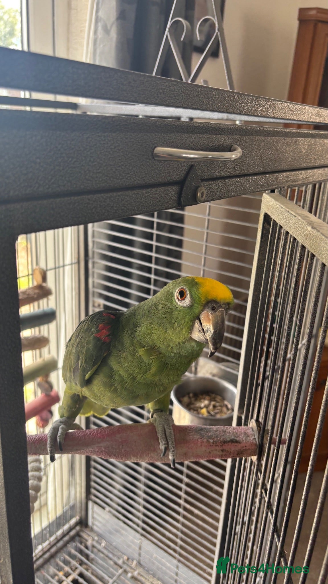 Parrots birds Male Yellow-crowned Amazon Parrot with Large Cage - Advert 2
