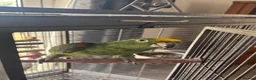 Parrots birds for sale: Male Yellow-crowned Amazon Parrot with Large Cage in Mansfield - Advert 1
