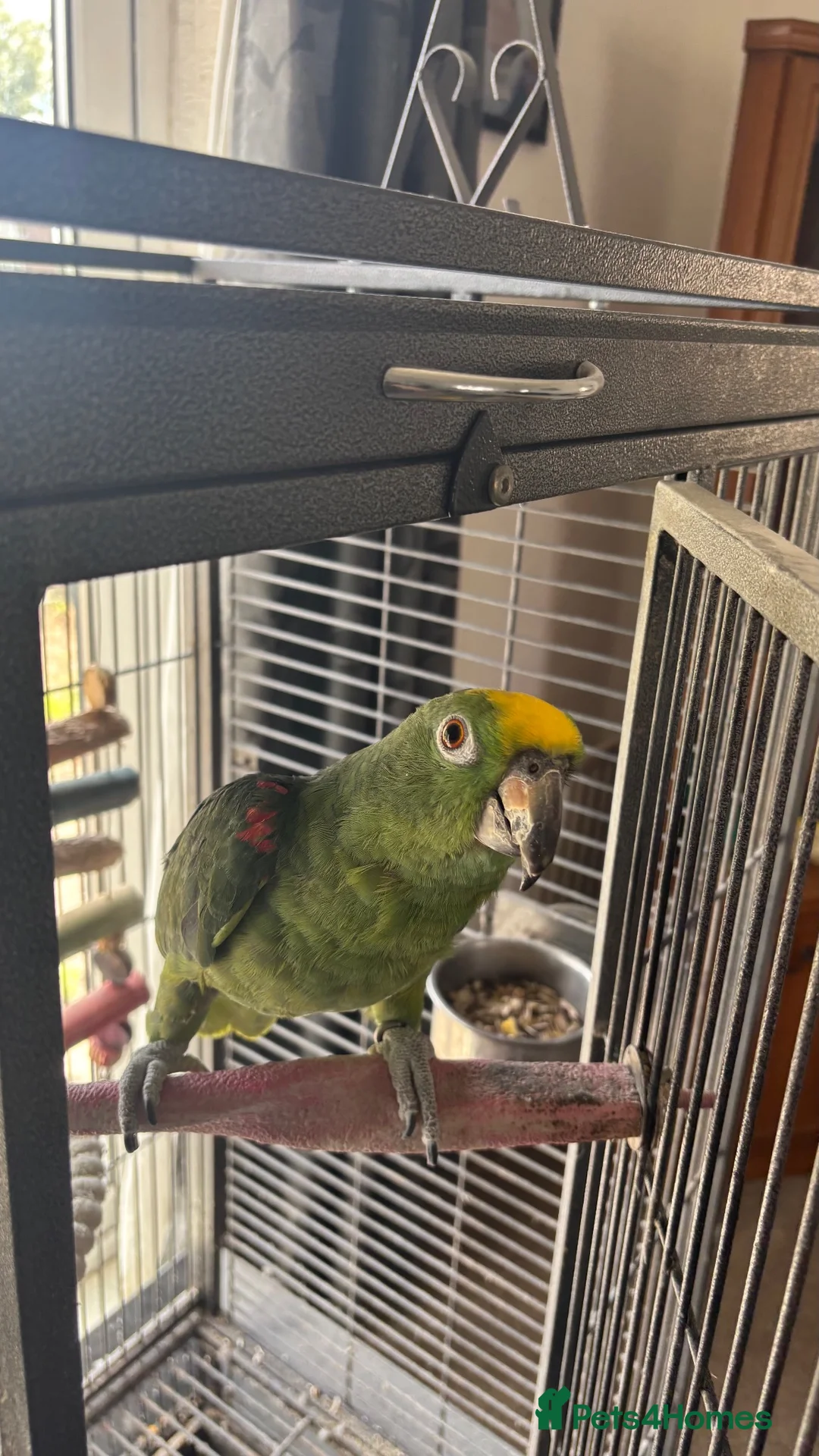 Parrots birds for sale: Male Yellow-crowned Amazon Parrot with Large Cage in Mansfield - Advert 1