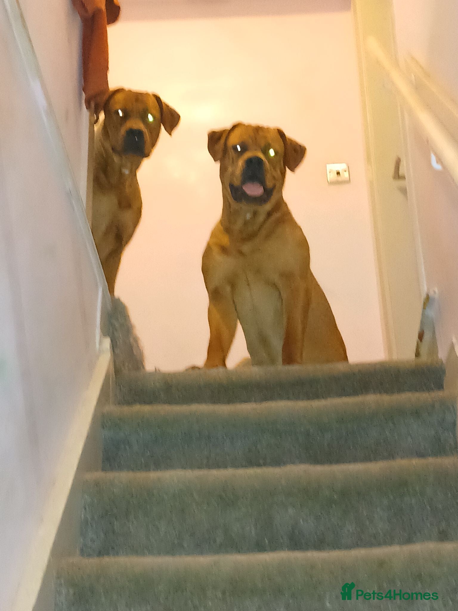 Mixed Breed dogs 14 month old rottweiler cross - Advert 2