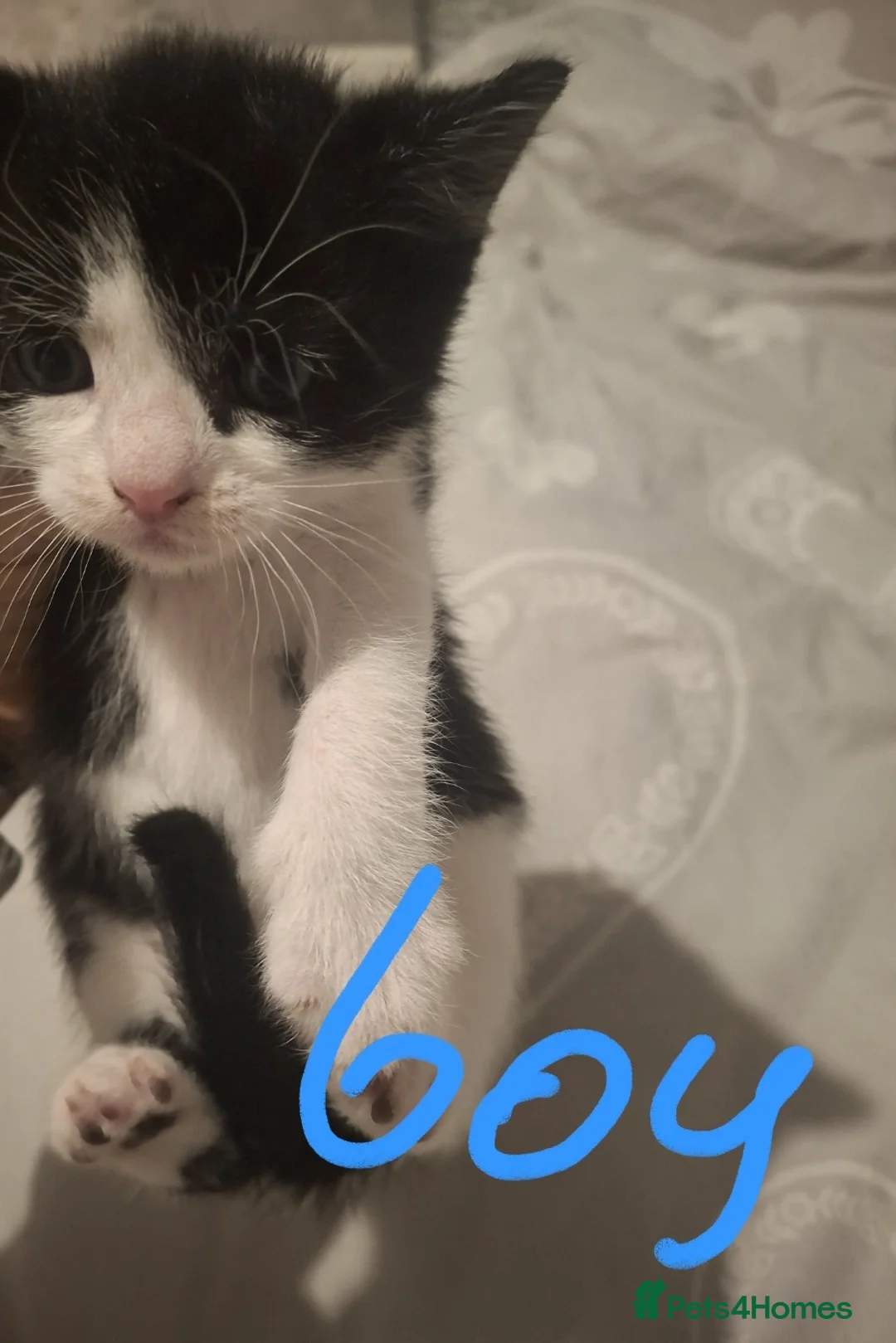 Mixed Breed cats for sale: Adorable Kittens for Sale 🐾 - Advert 9