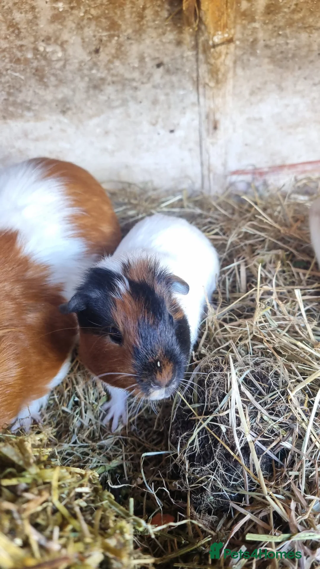 Guinea Pig rodents for sale: Nearly 14 week old Male guineapigs  - Advert 1