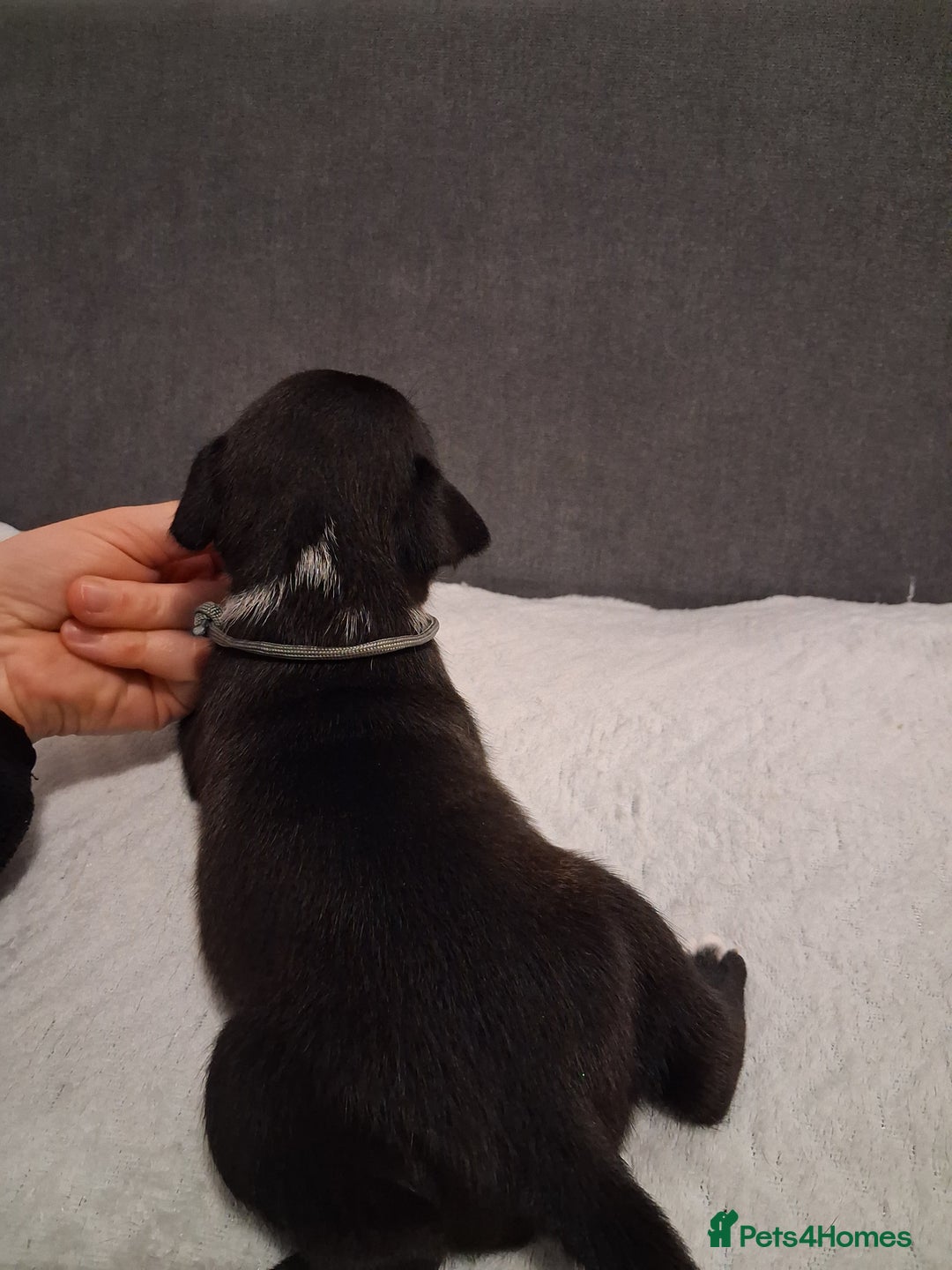 Staffordshire Bull Terrier dogs for sale: Show quality Staffordshire Bull Terrier - Advert 14