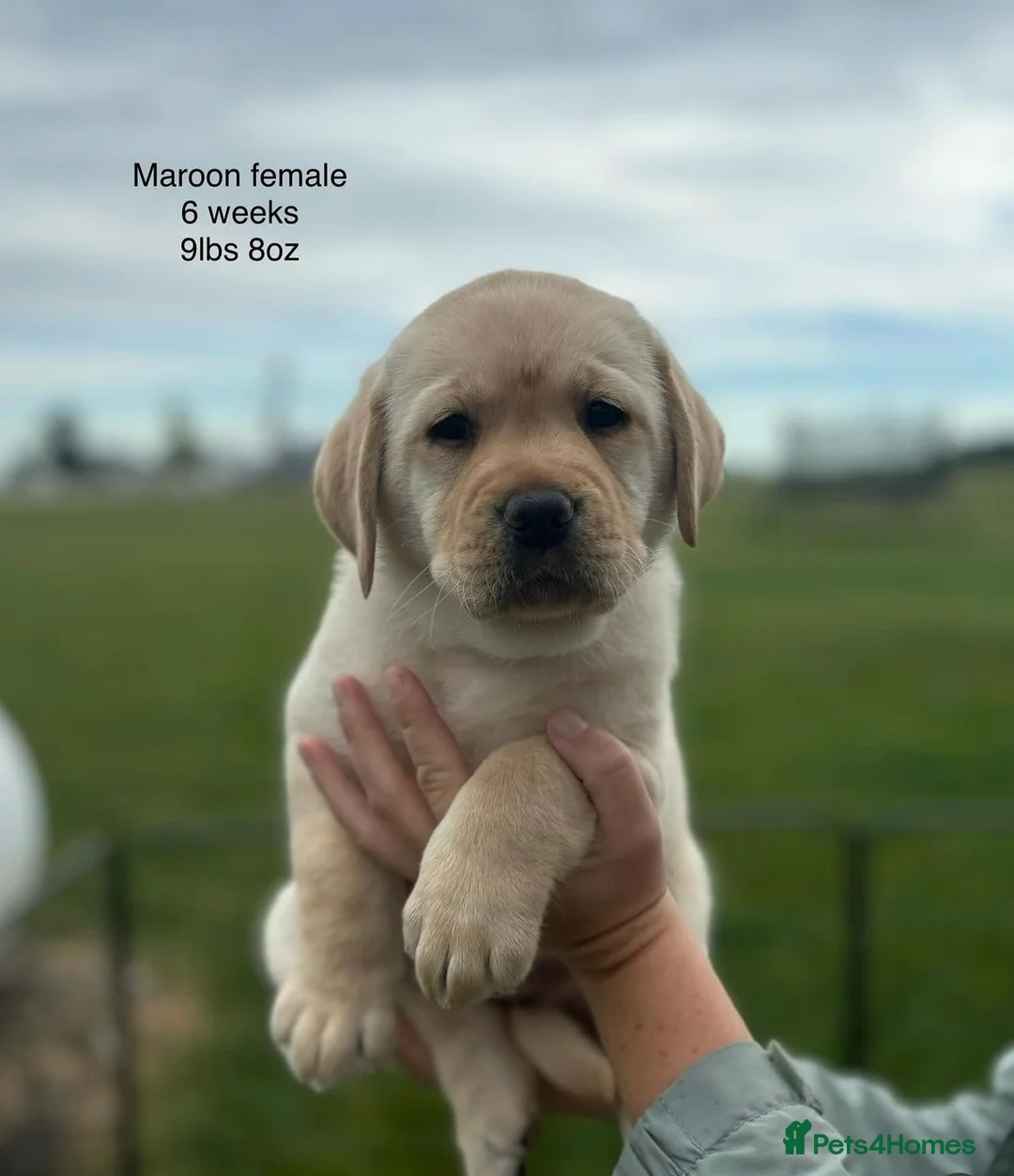 Labrador Retriever dogs for sale: English Labrador Retrievers puppies. in Edinburgh - Advert 9