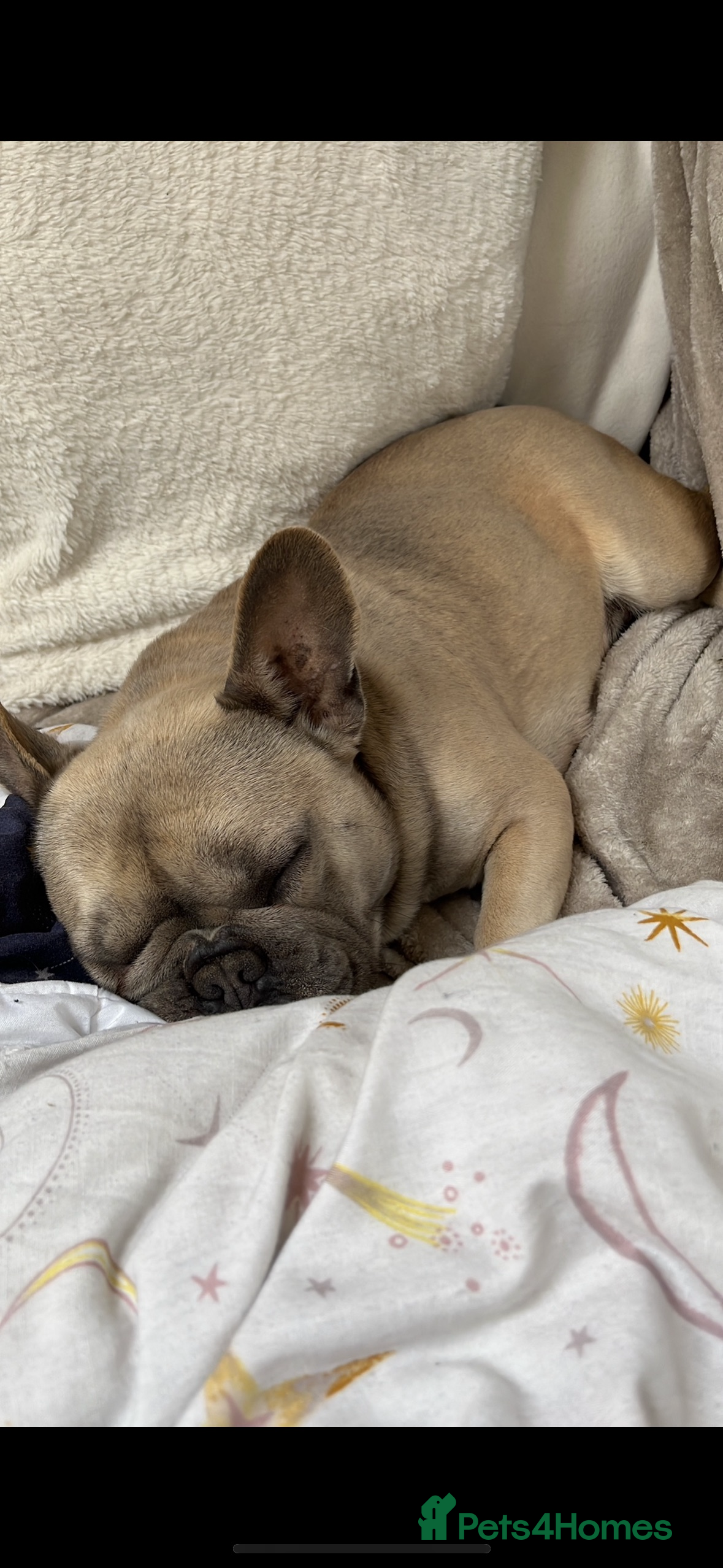 French Bulldog dogs French Bulldog for rehoming - Advert 1