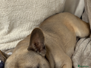 French Bulldog dogs French Bulldog for rehoming - Advert 1