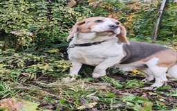 Beagle dogs for adoption: Charlie - the Beagle - Image 14