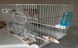 Canaries birds for sale: Canary Female & birdcage toys & food - Image 5