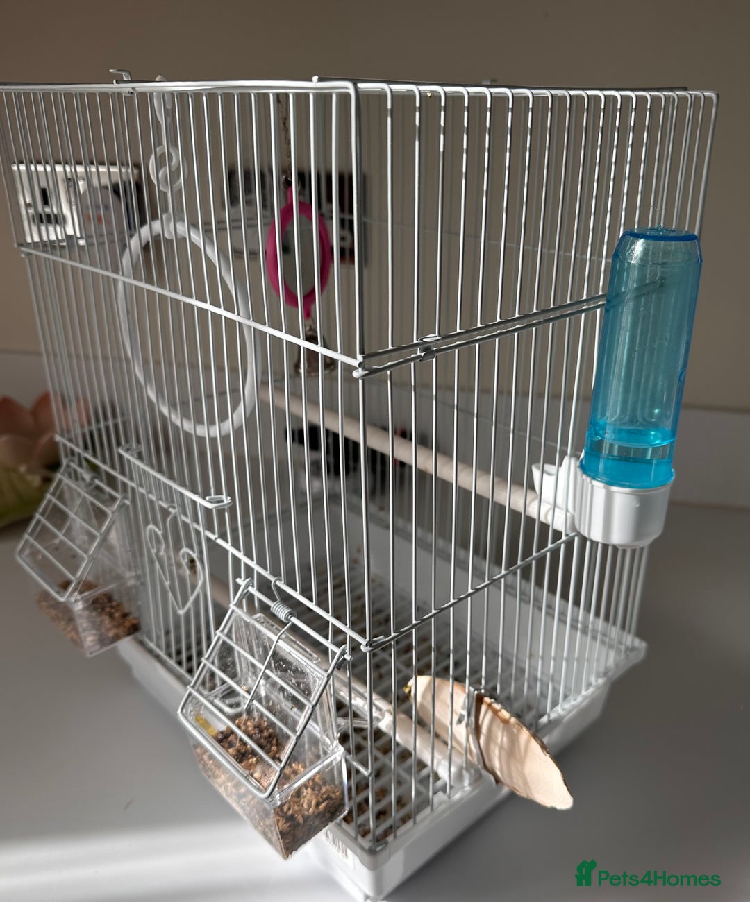 Canaries birds for sale: Canary Female & birdcage toys & food - Image 5
