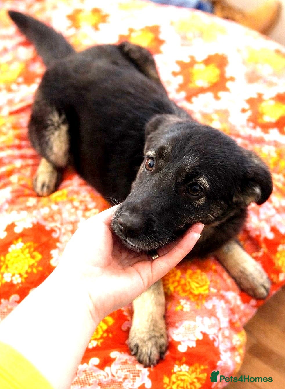 Mixed Breed dogs 🐾🌸 LIA – The Railway Miracle Baby 🌸🐾 - Advert 7