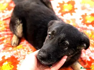 Mixed Breed dogs 🐾🌸 LIA – The Railway Miracle Baby 🌸🐾 - Advert 7