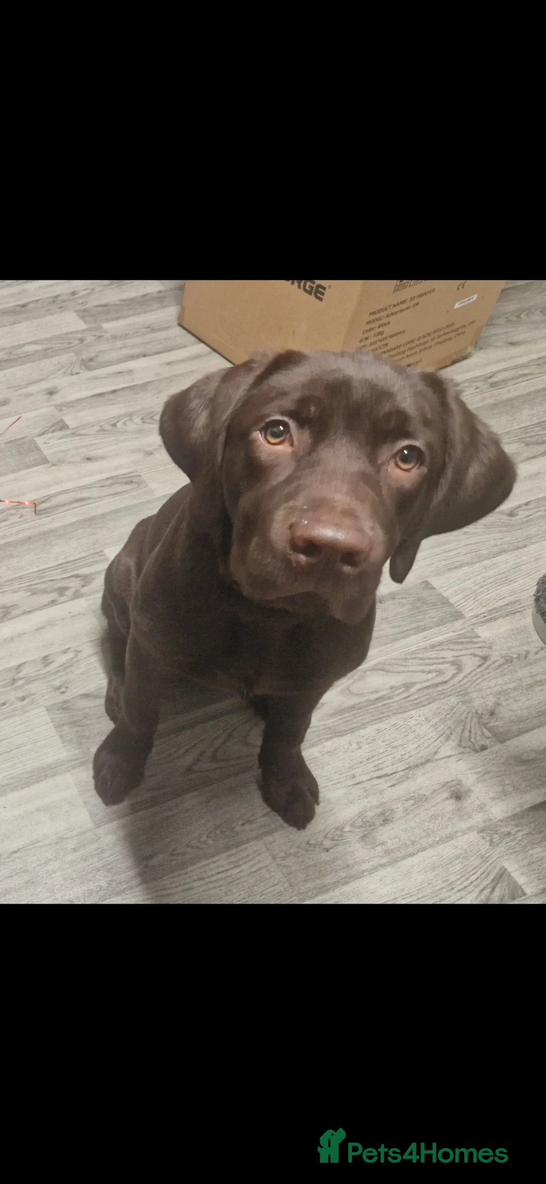 Labrador Retriever dogs for sale: Brown Labrador in Woodhall Spa - Advert 2