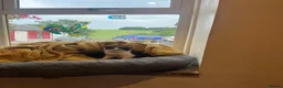 Domestic Shorthair cats for sale: Farm kittens for sale  - Advert 3