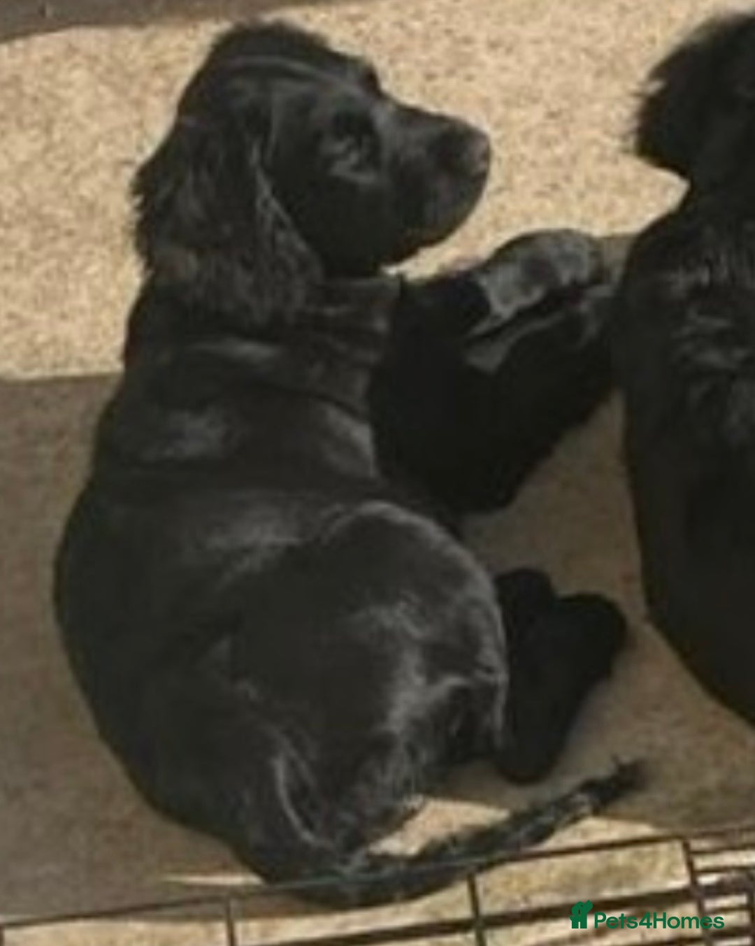 Mixed Breed dogs for sale: Golden Cocker - Advert 4