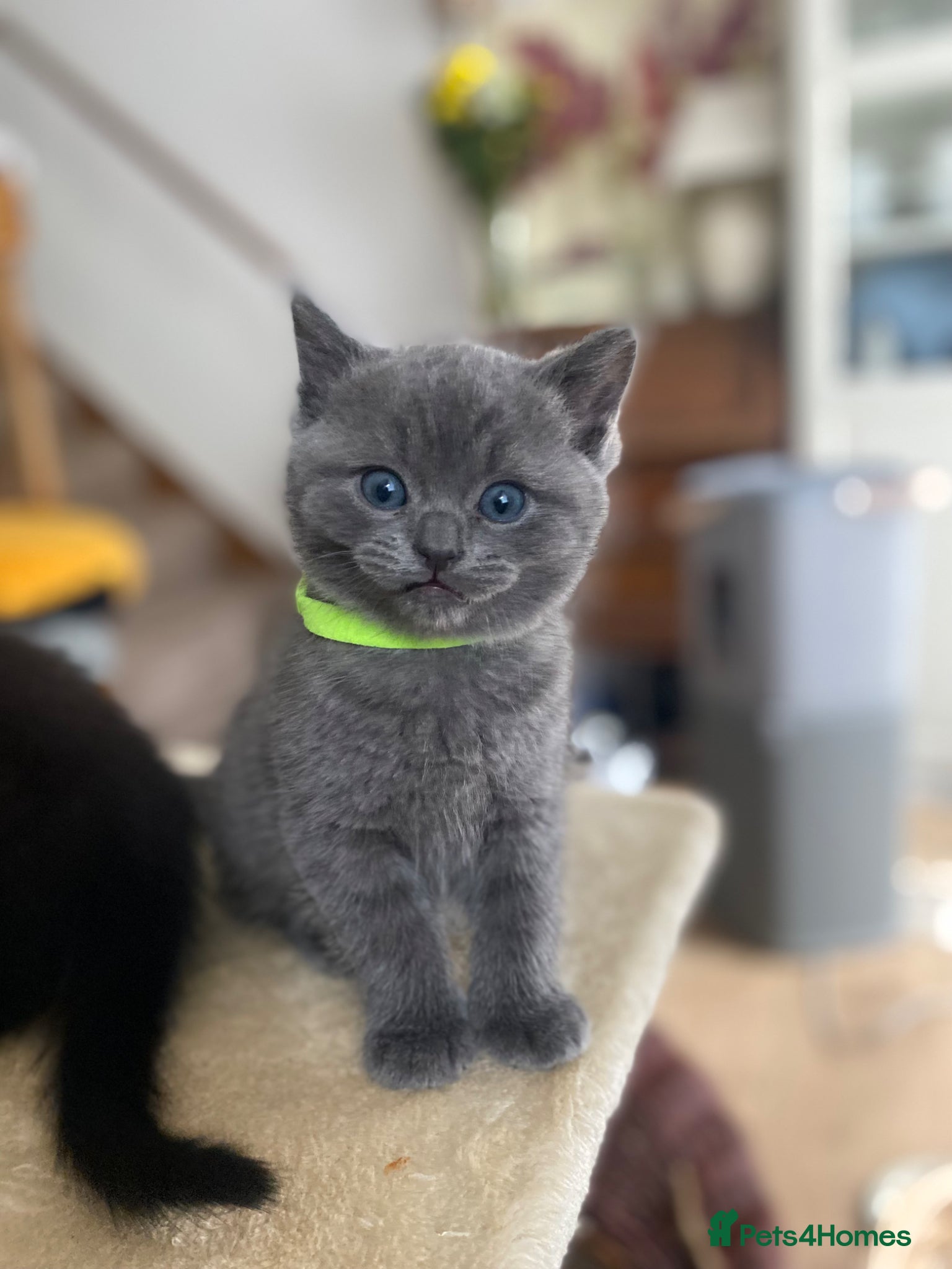 British Shorthair cats British shorthair male kitten available  - Advert 5