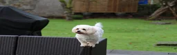 Cavachon dogs for sale: Gorgeous F1 Fox Red Cavapoochon’s  - Advert 9