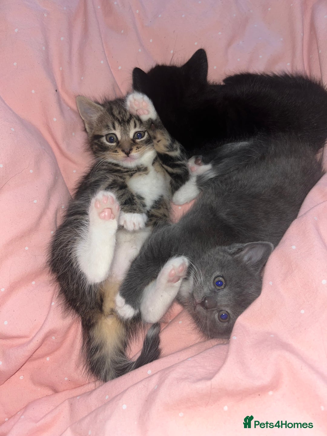 British Shorthair cats for sale: 4 kittens are available now  - Advert 10