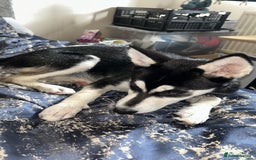 Mixed Breed dogs for sale: Luna, Siberian husky  - Image 2