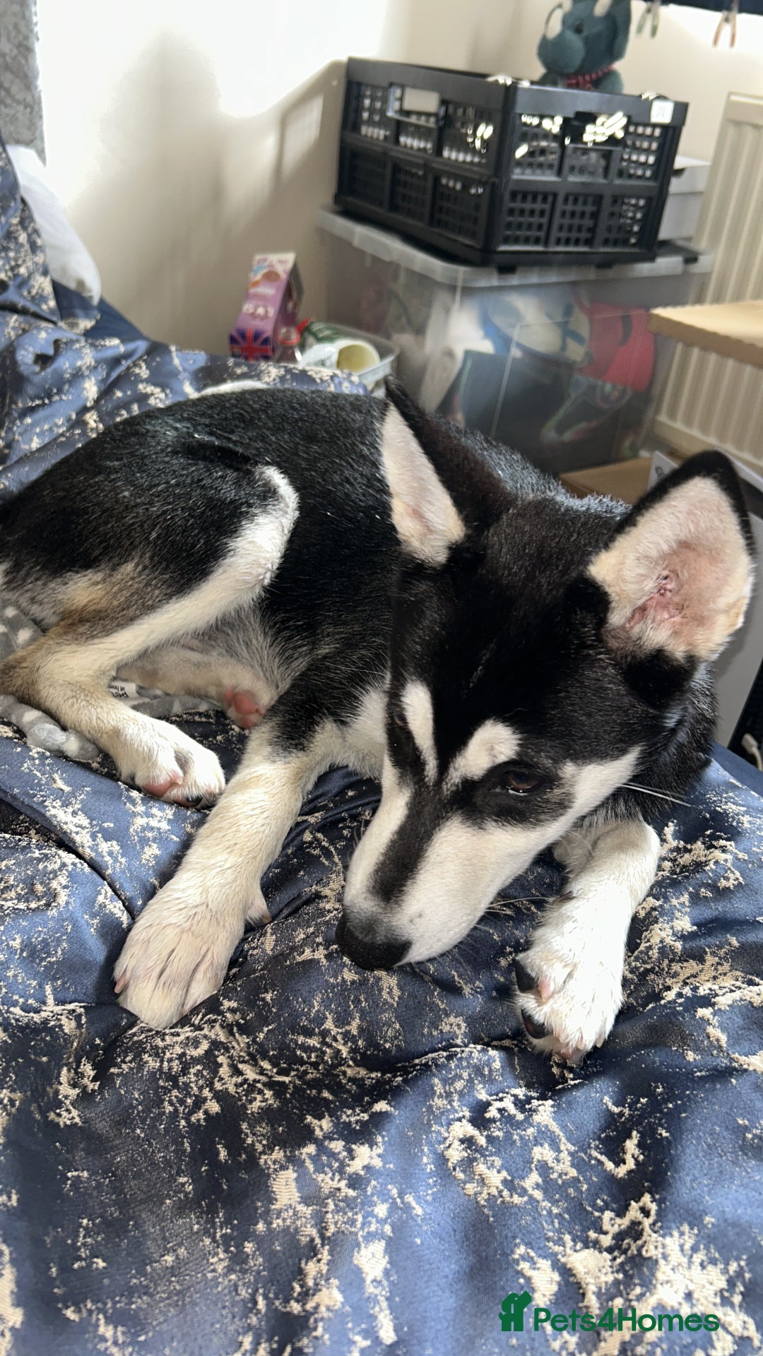 Mixed Breed dogs for sale: Luna, Siberian husky  - Image 2