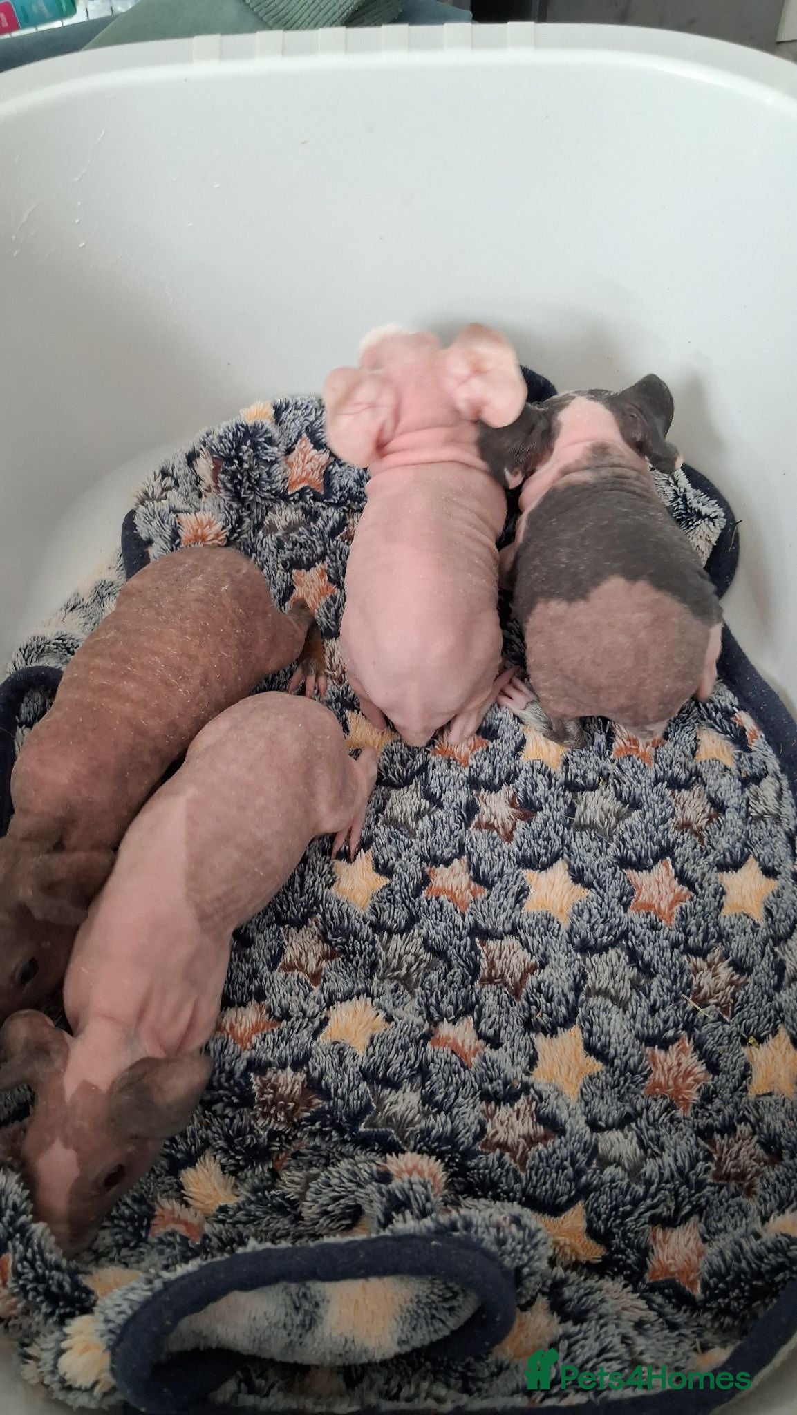 Guinea Pig rodents Female Skinny pigs  - Advert 1