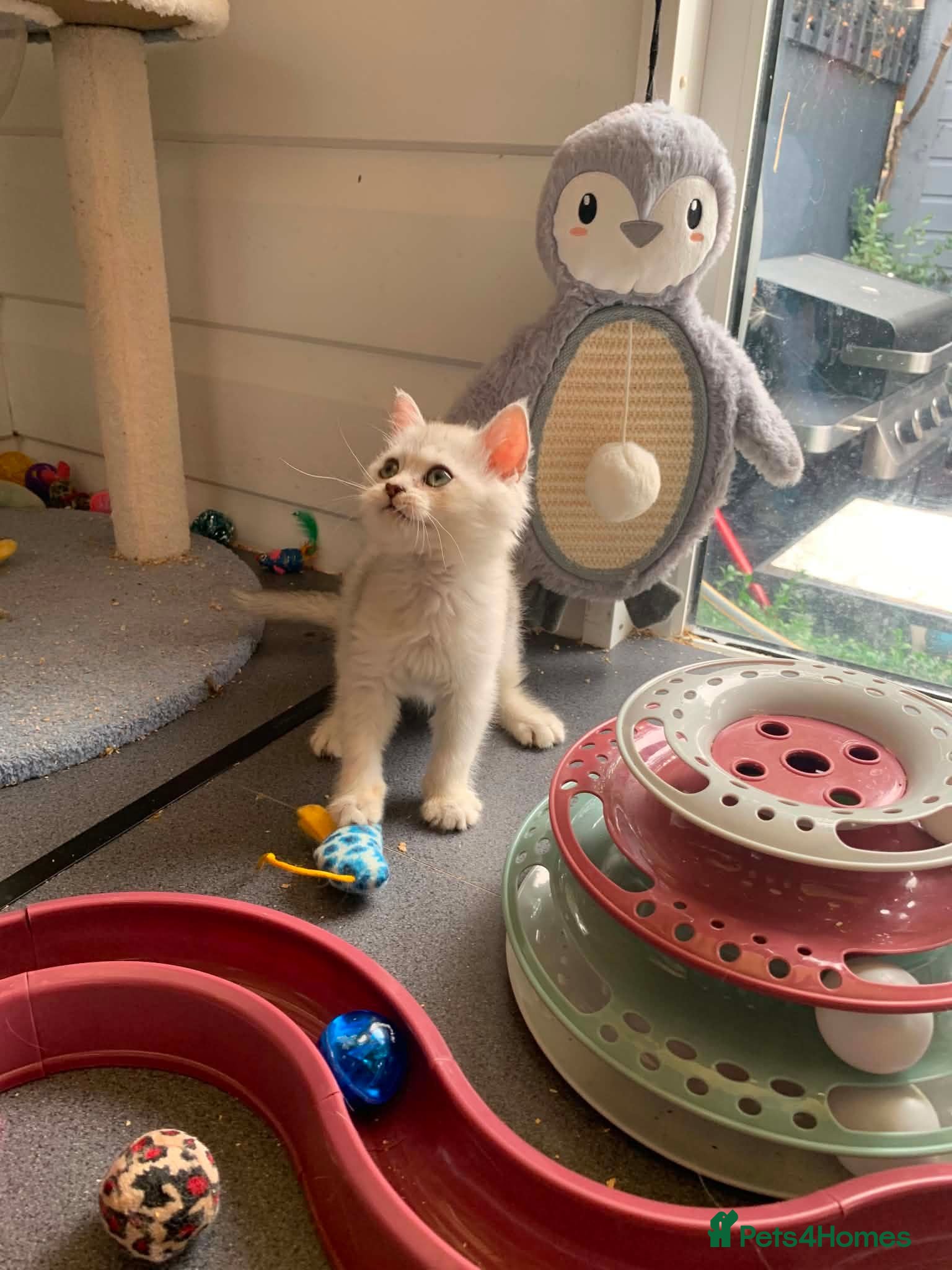 British Shorthair cats BSH 11 weeks old Rare Shaded colours  - Advert 2