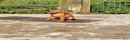 Hungarian Vizsla dogs for sale: LOVINGLY HANDLED WH HUNGARIAN vizsla puppies - Advert 9
