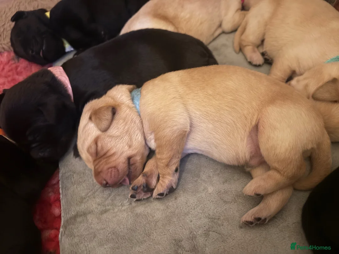 Labrador Retriever dogs for sale: 🐾 Beautiful Labrador Puppies 🐾  - Advert 3