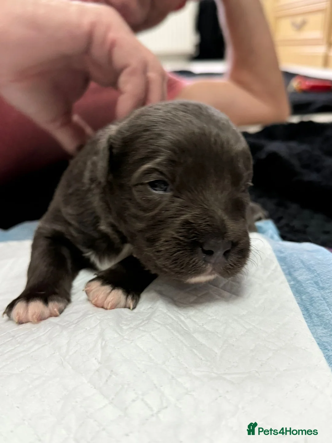 Staffordshire Bull Terrier dogs for sale: Handsome buster  - Advert 1