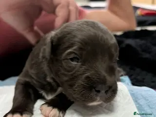 Staffordshire Bull Terrier dogs Handsome buster - Advert 2