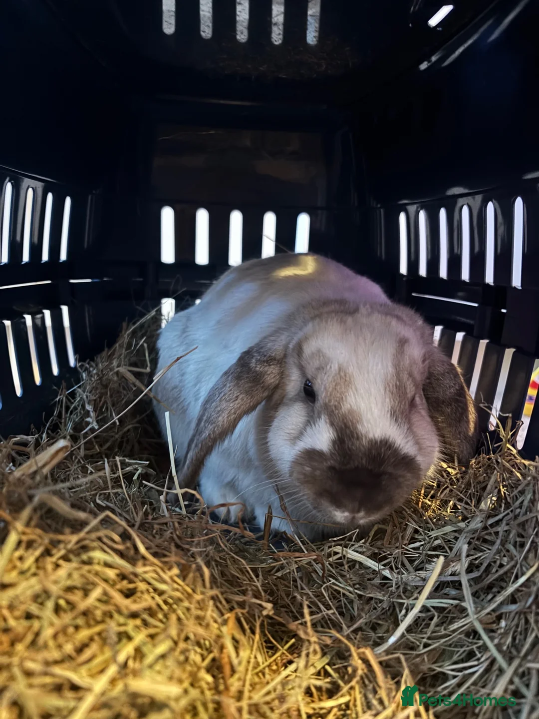 Mini Lop rabbits for sale: Rabbit  in Liverpool - Advert 6