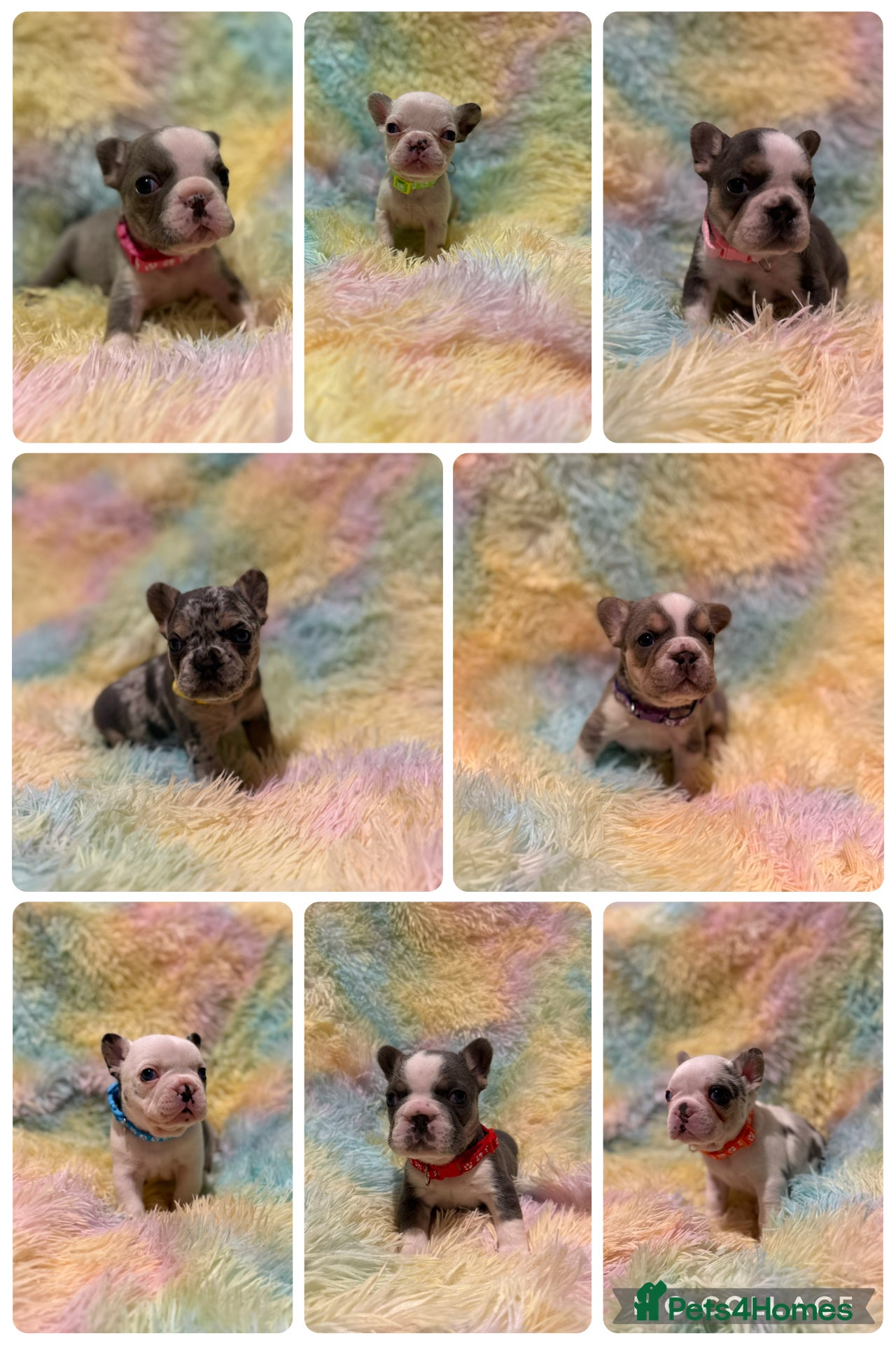 French Bulldog dogs Beautiful KC reg French Bulldog puppies - Advert 1