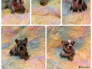 French Bulldog dogs Beautiful KC reg French Bulldog puppies - Advert 1