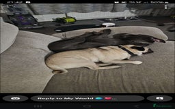 Staffordshire Bull Terrier dogs for stud: Stunning blue staffy for 1st time stud - Image 6