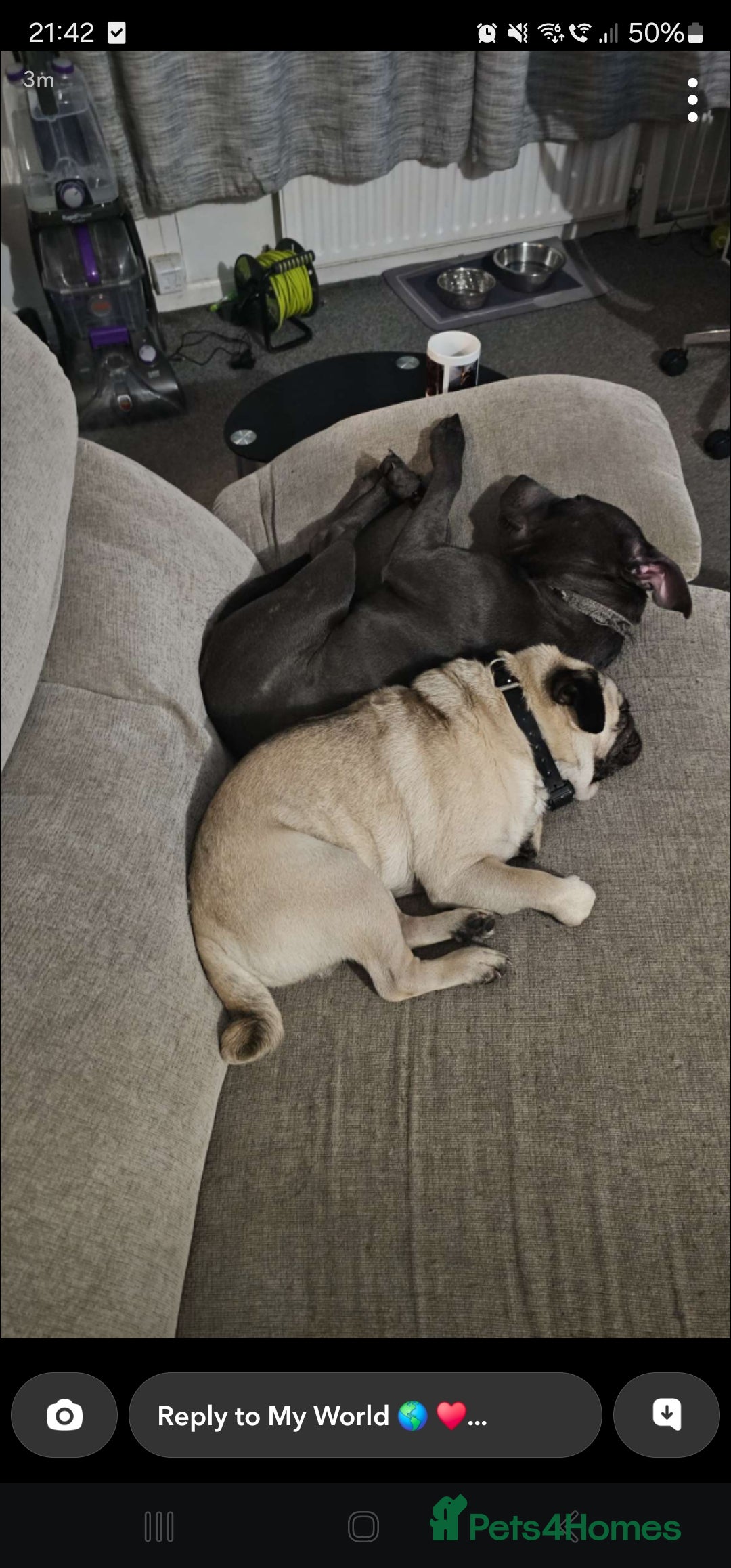 Staffordshire Bull Terrier dogs for stud: Stunning blue staffy for 1st time stud - Image 6