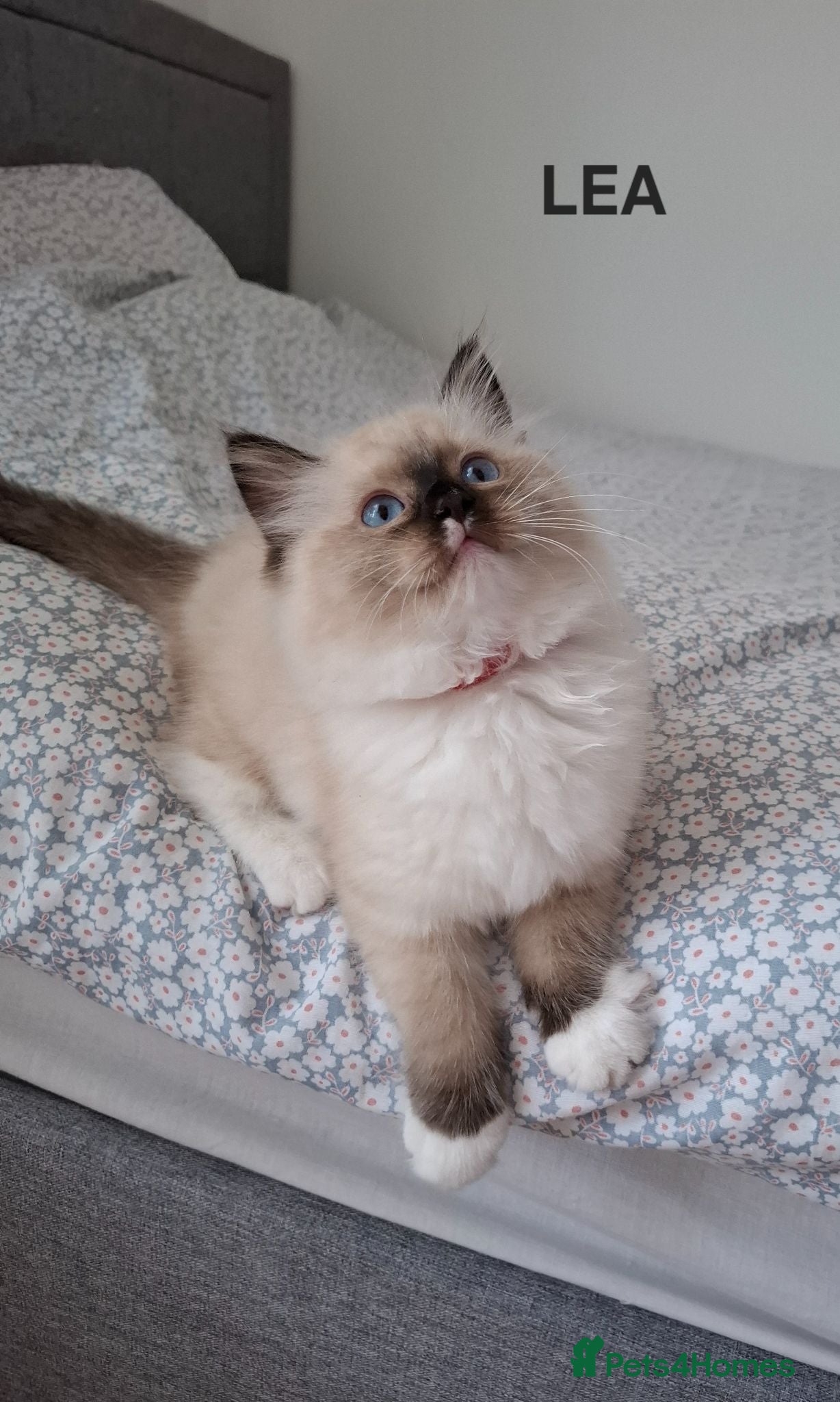 Ragdoll cats Purebread Ragdoll Kittens - TICA YORKSHIRE - Advert 2