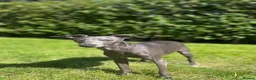 Italian Greyhound dogs for stud: Proven KC Italian Greyhound Stud ‘Pino’ - Advert 7