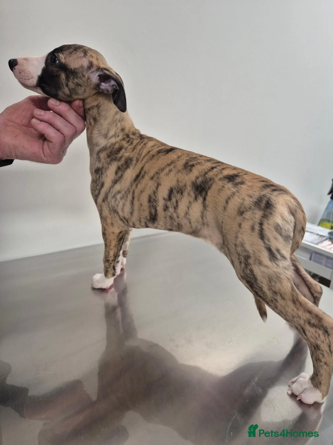 Whippet dogs for sale: ready to leave 2 kc registered whippet pups - Advert 2
