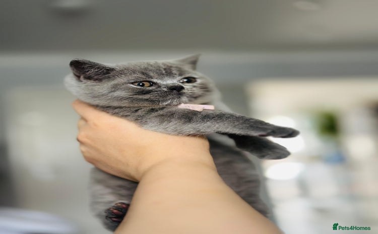 British Shorthair cats One girl available!💓🏅GCCF Imported Lines❤️ - Advert 4