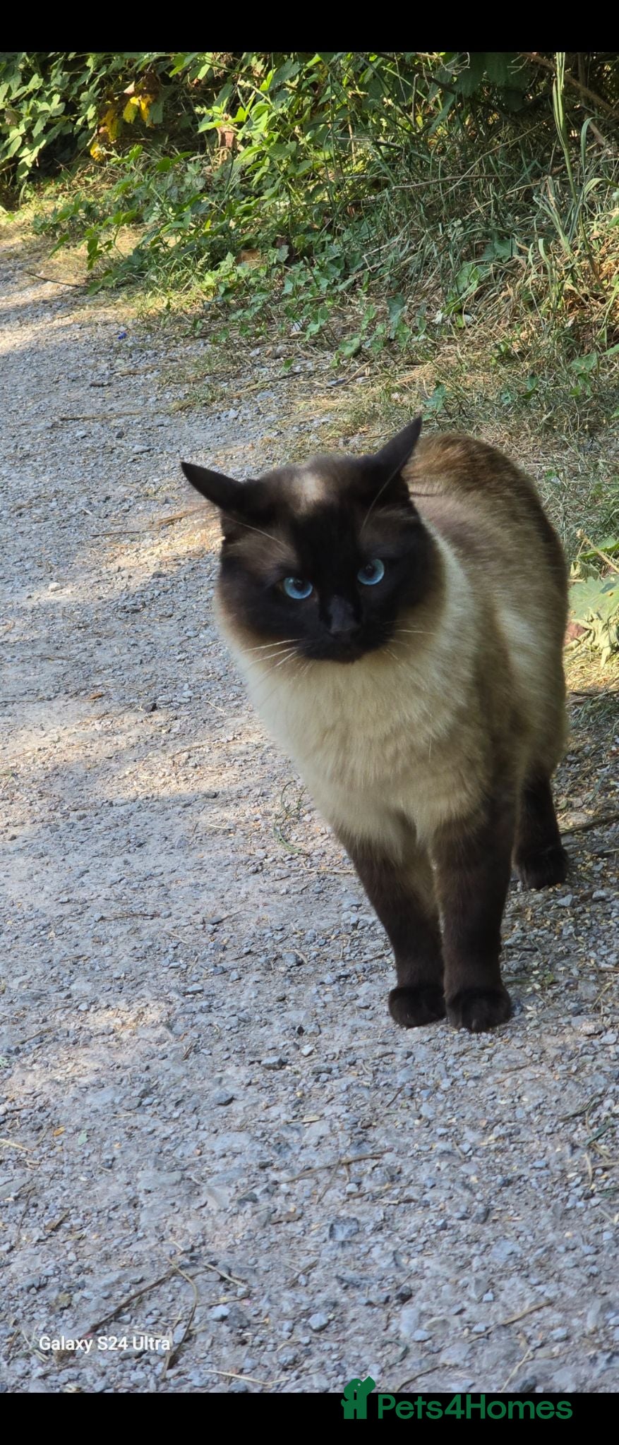 Ragdoll cats Male neutered cat - Advert 1