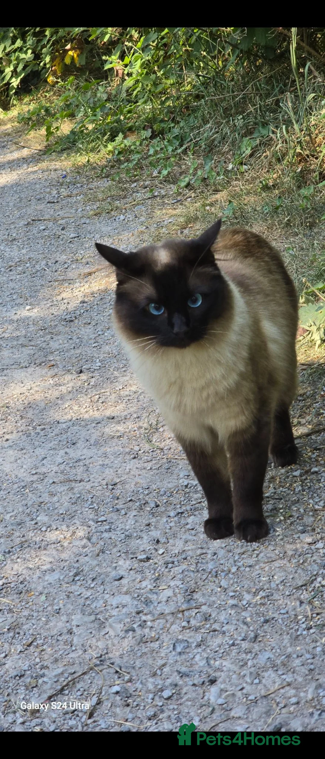 Ragdoll cats for sale: Male neutered cat in Altrincham - Advert 1